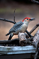 Red Bellied Woodpecker