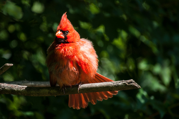 Cardinal